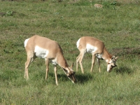 Pronghorns